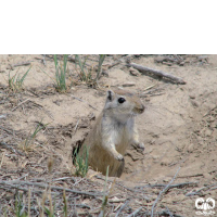 گونه جربیل بزرگ Great Gerbil